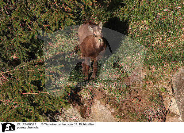 junge Gmse / young chamois / FF-06381