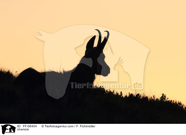Gmse / chamois / FF-06404