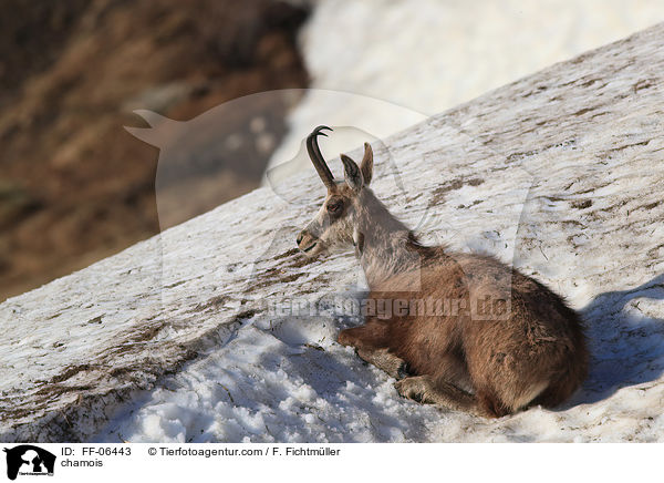 Gmse / chamois / FF-06443