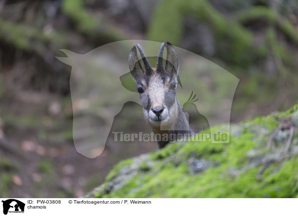 Gmse / chamois / PW-03808