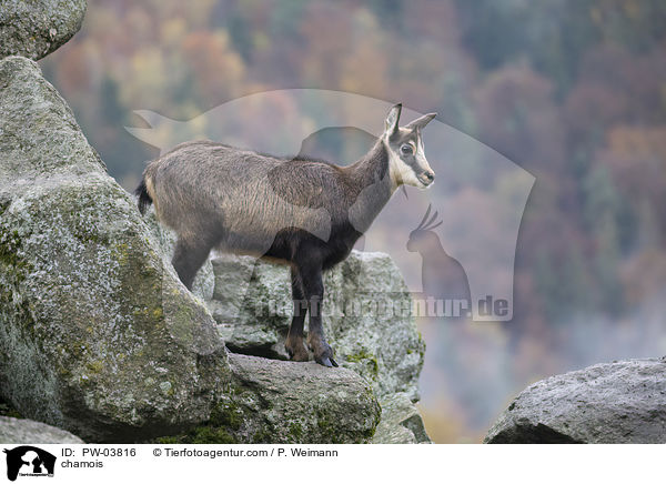 Gmse / chamois / PW-03816