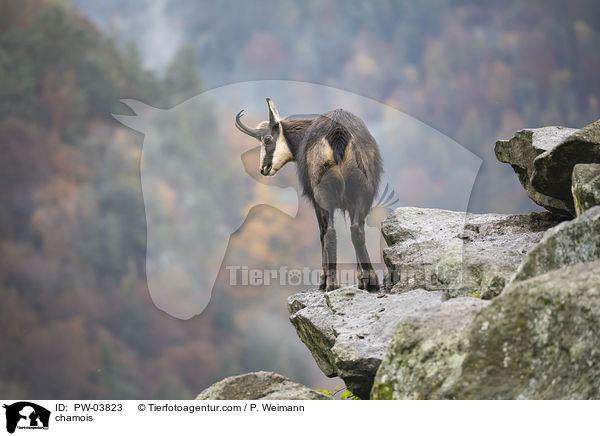 Gmse / chamois / PW-03823
