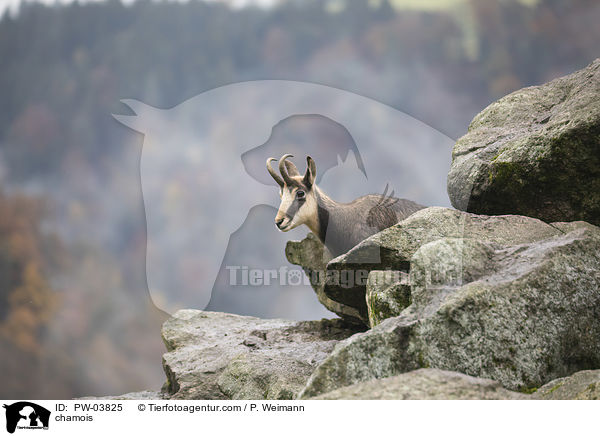 Gmse / chamois / PW-03825