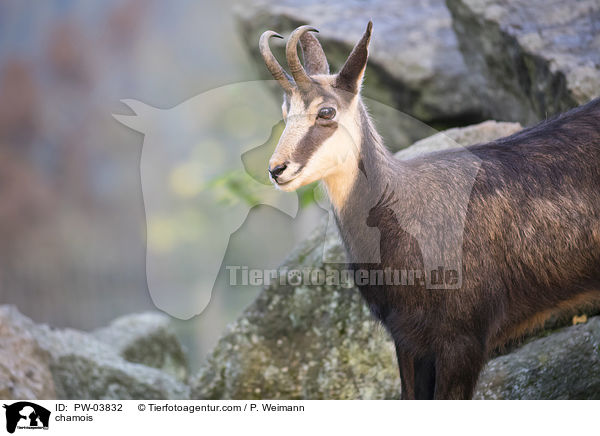 Gmse / chamois / PW-03832