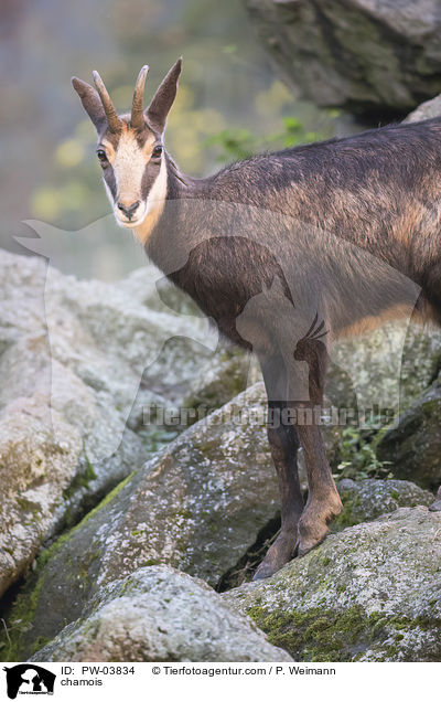 Gmse / chamois / PW-03834