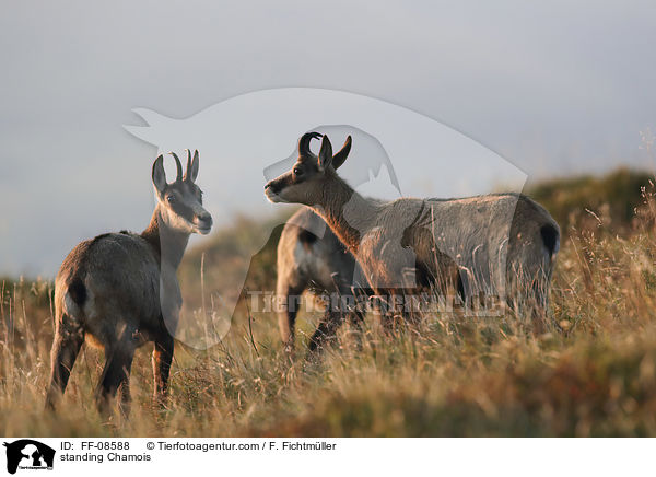 stehende Gmse / standing Chamois / FF-08588