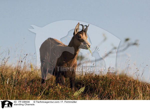 stehende Gmse / standing Chamois / FF-08608