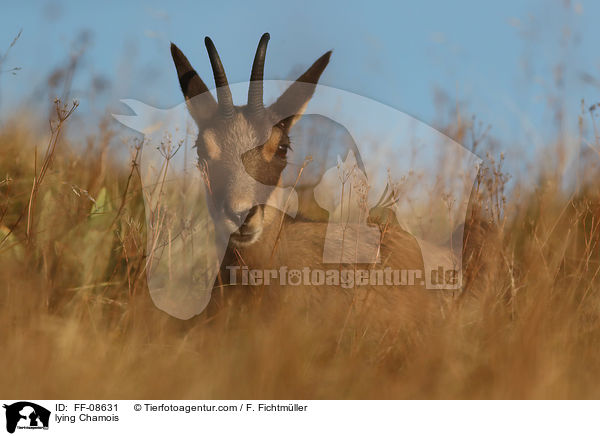 liegende Gmse / lying Chamois / FF-08631