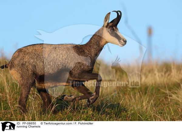 rennende Gmse / running Chamois / FF-08650