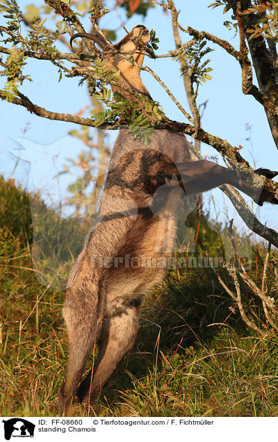 stehende Gmse / standing Chamois / FF-08660