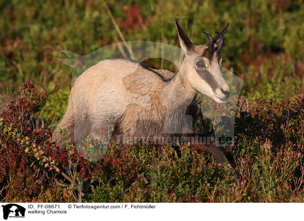 laufende Gmse / walking Chamois / FF-08671