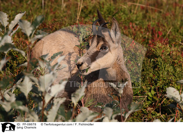 liegende Gmse / lying Chamois / FF-08678