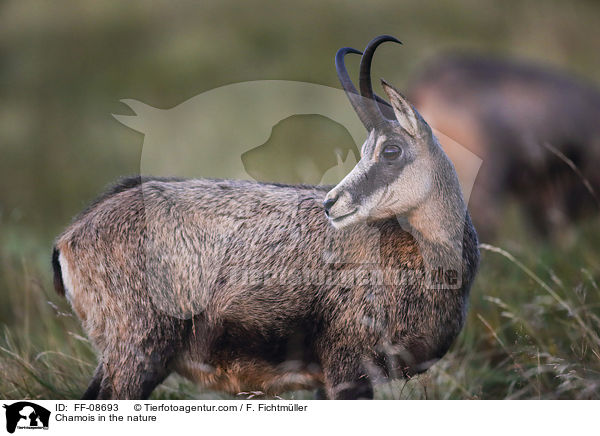 Gmse in der Natur / Chamois in the nature / FF-08693
