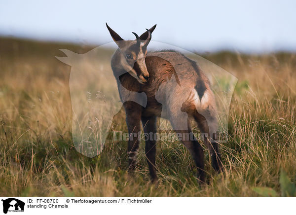 stehende Gmse / standing Chamois / FF-08700
