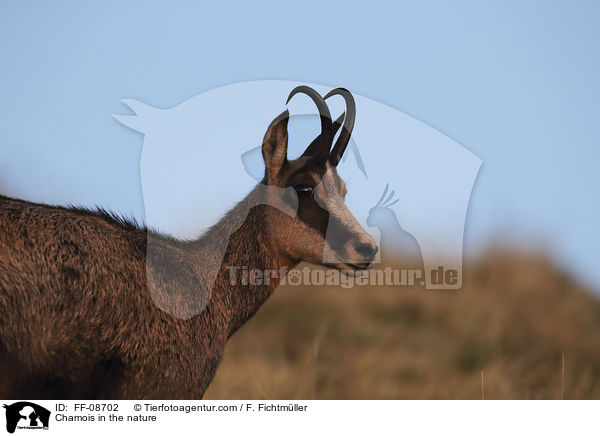 Gmse in der Natur / Chamois in the nature / FF-08702