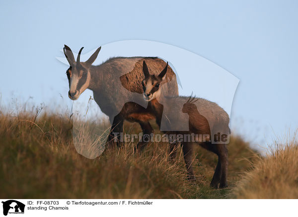 stehende Gmse / standing Chamois / FF-08703