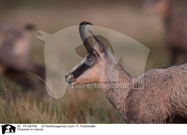 Gmse in der Natur / Chamois in nature / FF-08709