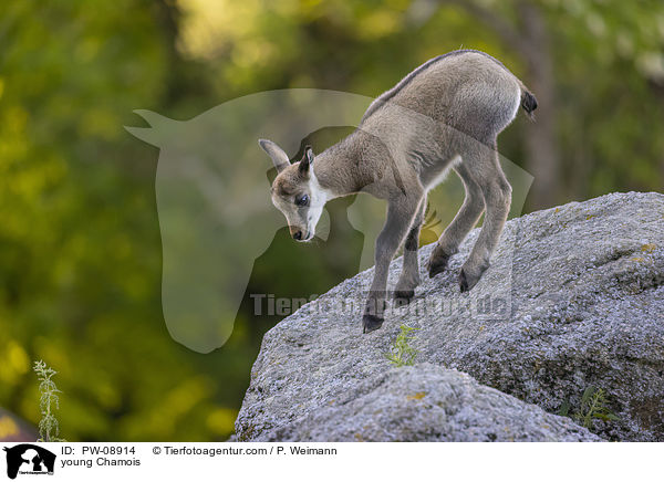young Chamois / PW-08914