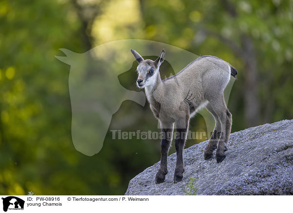 young Chamois / PW-08916