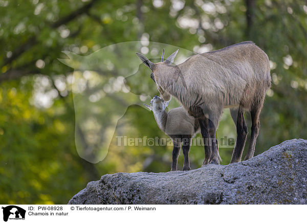 Gmse in der Natur / Chamois in natur / PW-08928