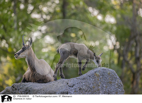 Gmse in der Natur / Chamois in natur / PW-08933