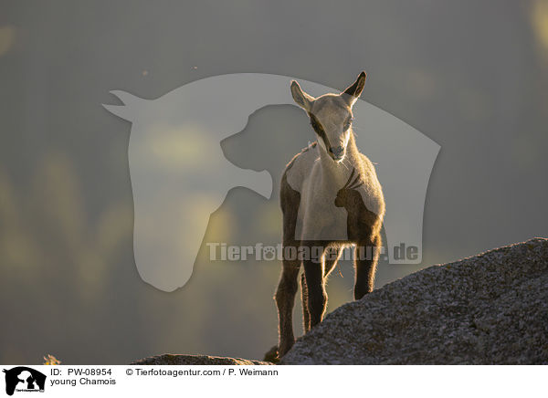 junge Gmse / young Chamois / PW-08954