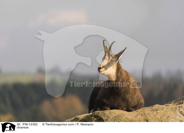 Gmse / chamois / PW-12362