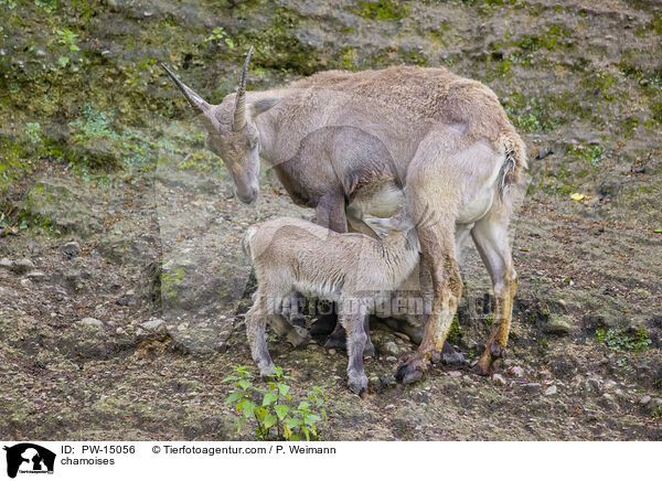 Gmsen / chamoises / PW-15056