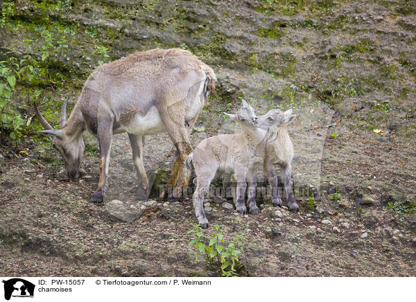 Gmsen / chamoises / PW-15057