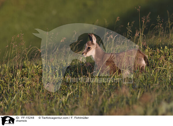 Gmse / chamois / FF-15248