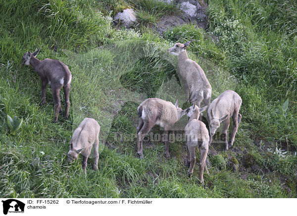 Gmse / chamois / FF-15262