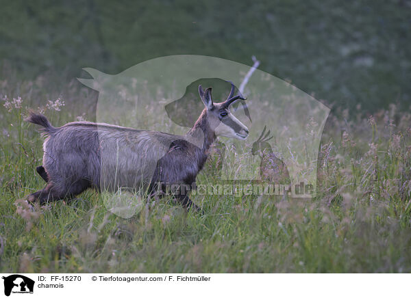 Gmse / chamois / FF-15270