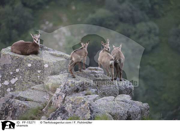 Gmse / chamois / FF-15271