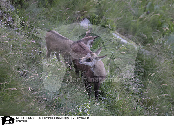 Gmse / chamois / FF-15277