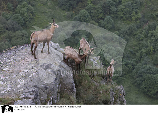 Gmse / chamois / FF-15278