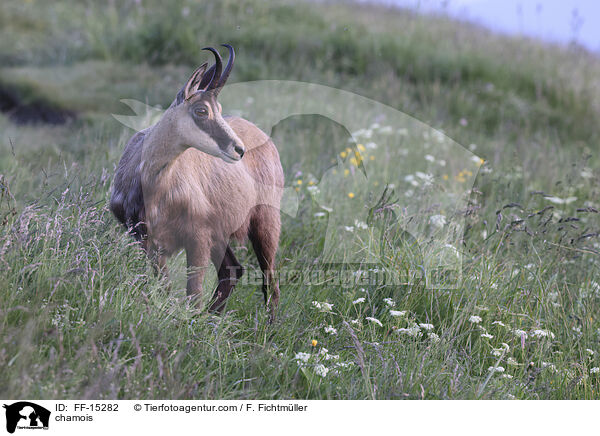 Gmse / chamois / FF-15282