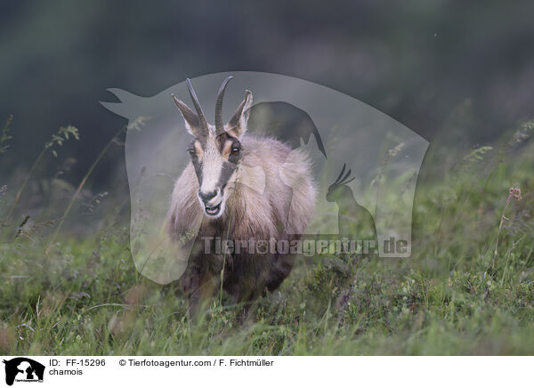 Gmse / chamois / FF-15296