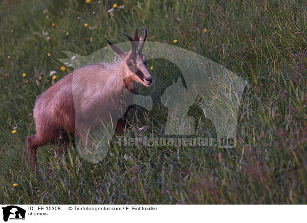 Gmse / chamois / FF-15308