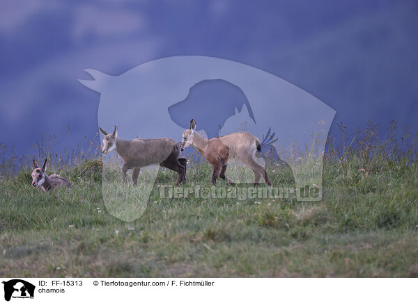 Gmse / chamois / FF-15313