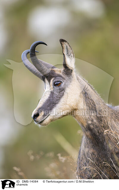 Gmse / chamois / DMS-14084