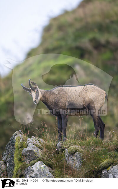 Gmse / chamois / DMS-14094
