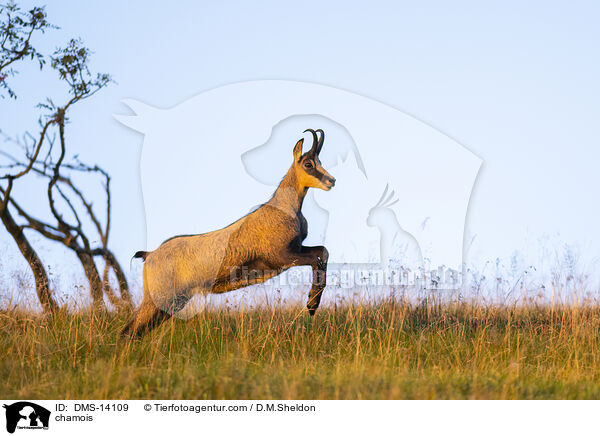 Gmse / chamois / DMS-14109