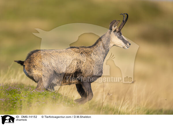 Gmse / chamois / DMS-14152