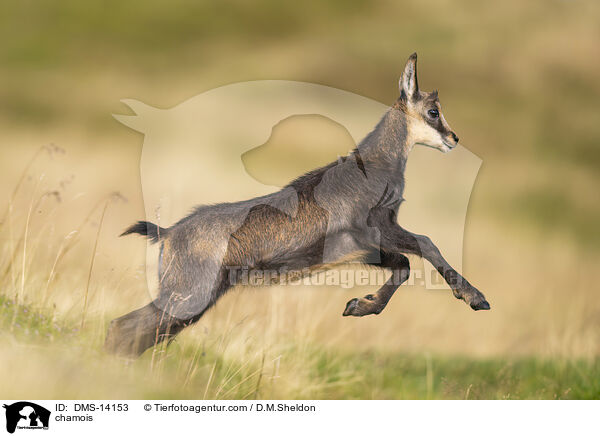Gmse / chamois / DMS-14153