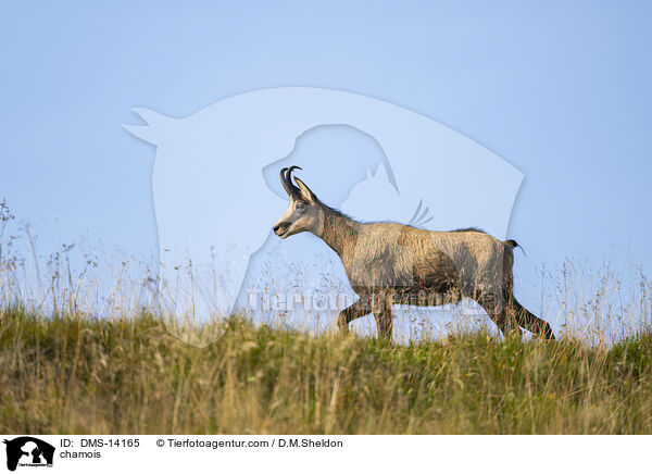 Gmse / chamois / DMS-14165