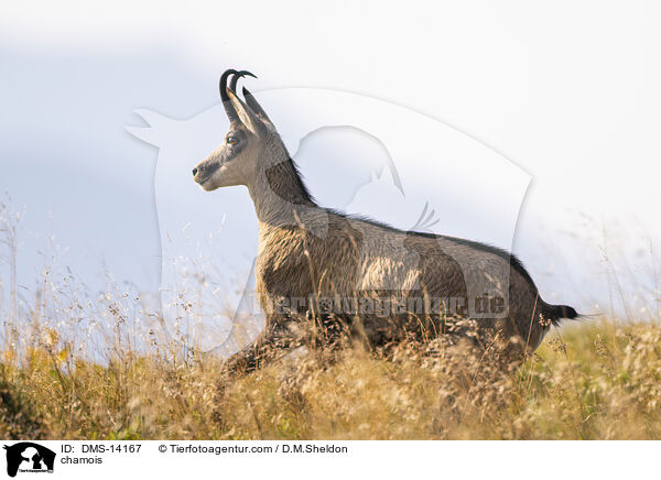 Gmse / chamois / DMS-14167