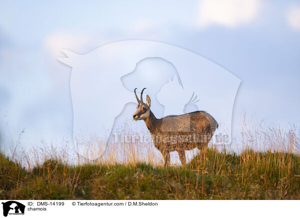 Gmse / chamois / DMS-14199