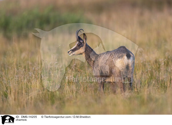 Gmse / chamois / DMS-14205