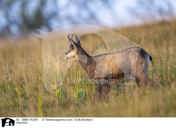 Gmse / chamois / DMS-14209