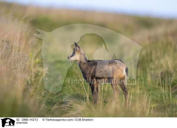 Gmse / chamois / DMS-14213